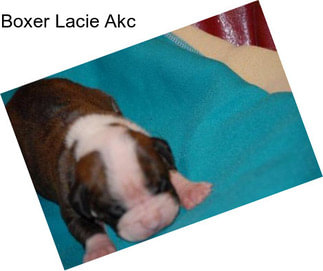 Boxer Lacie Akc