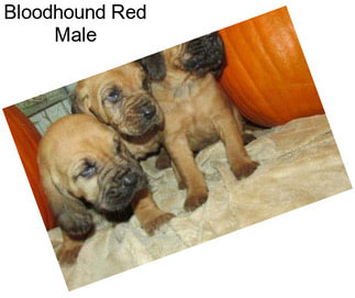 Bloodhound Red Male