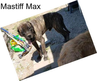 Mastiff Max