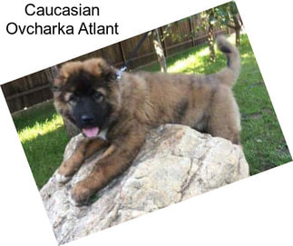 Caucasian Ovcharka Atlant