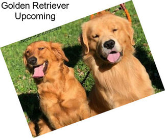 Golden Retriever Upcoming