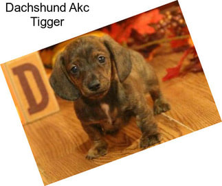 Dachshund Akc Tigger