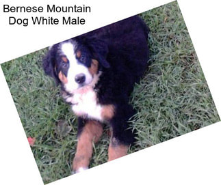 Bernese Mountain Dog White Male