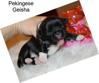 Pekingese Geisha