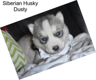Siberian Husky Dusty