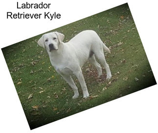 Labrador Retriever Kyle