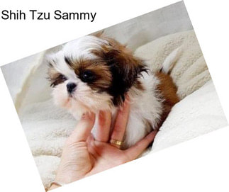 Shih Tzu Sammy