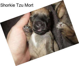 Shorkie Tzu Mort