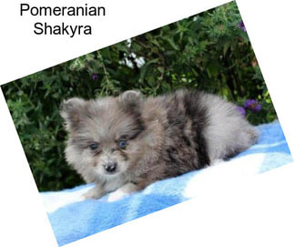 Pomeranian Shakyra