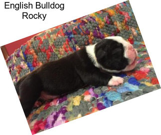 English Bulldog Rocky