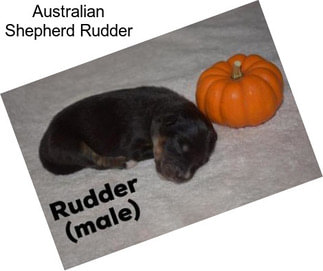 Australian Shepherd Rudder