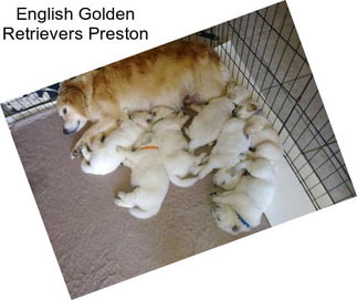 English Golden Retrievers Preston