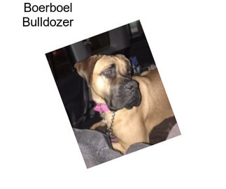 Boerboel Bulldozer