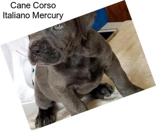 Cane Corso Italiano Mercury