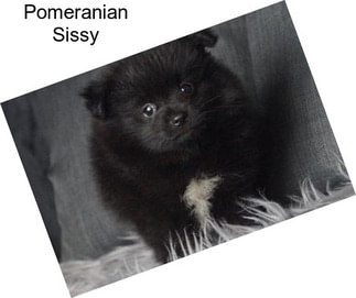 Pomeranian Sissy