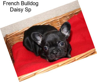 French Bulldog Daisy Sp