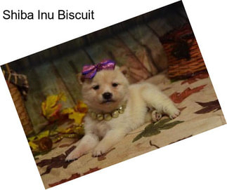 Shiba Inu Biscuit