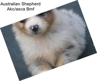 Australian Shepherd Akc/asca Bmf