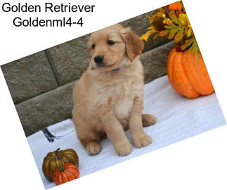 Golden Retriever Goldenml4-4