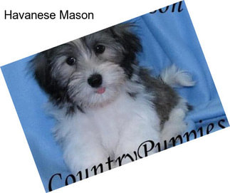 Havanese Mason