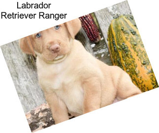 Labrador Retriever Ranger