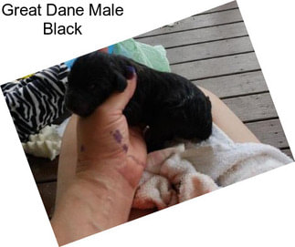 Great Dane Male Black
