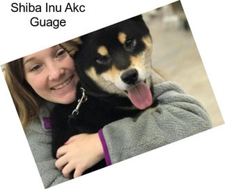 Shiba Inu Akc Guage