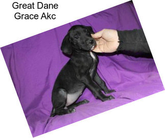 Great Dane Grace Akc