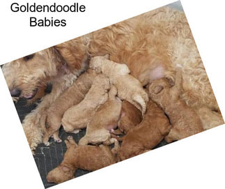 Goldendoodle Babies