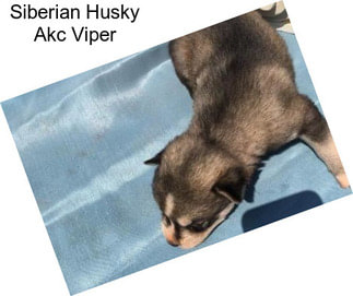Siberian Husky Akc Viper