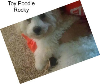 Toy Poodle Rocky