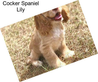 Cocker Spaniel Lily