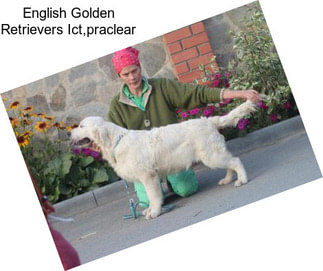 English Golden Retrievers Ict,praclear