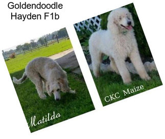 Goldendoodle Hayden F1b