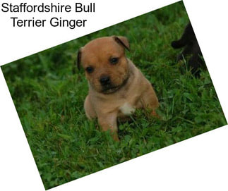 Staffordshire Bull Terrier Ginger