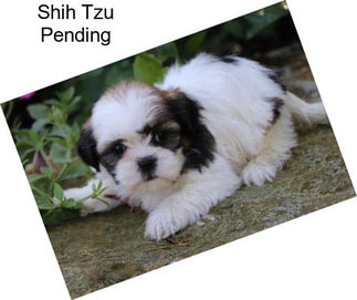 Shih Tzu Pending