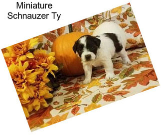 Miniature Schnauzer Ty