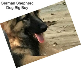 German Shepherd Dog Big Boy