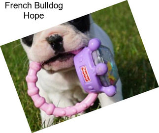 French Bulldog Hope