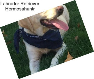 Labrador Retriever Hermosahuntr