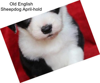 Old English Sheepdog April-hold