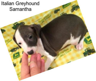 Italian Greyhound Samantha