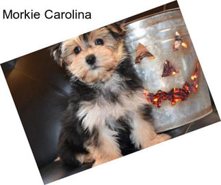 Morkie Carolina