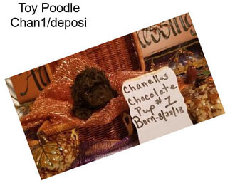 Toy Poodle Chan1/deposi