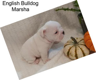 English Bulldog Marsha