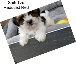 Shih Tzu Reduced Red