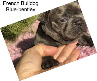 French Bulldog Blue-bentley