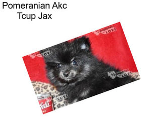 Pomeranian Akc Tcup Jax