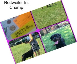 Rottweiler Int Champ