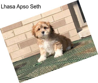 Lhasa Apso Seth